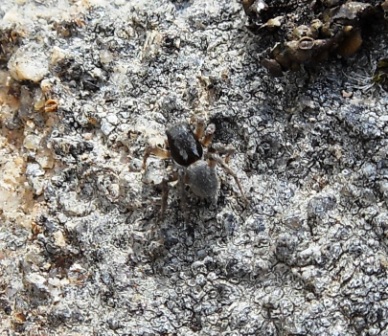 Salticidae - Aiuto con l''identificazione per favore!